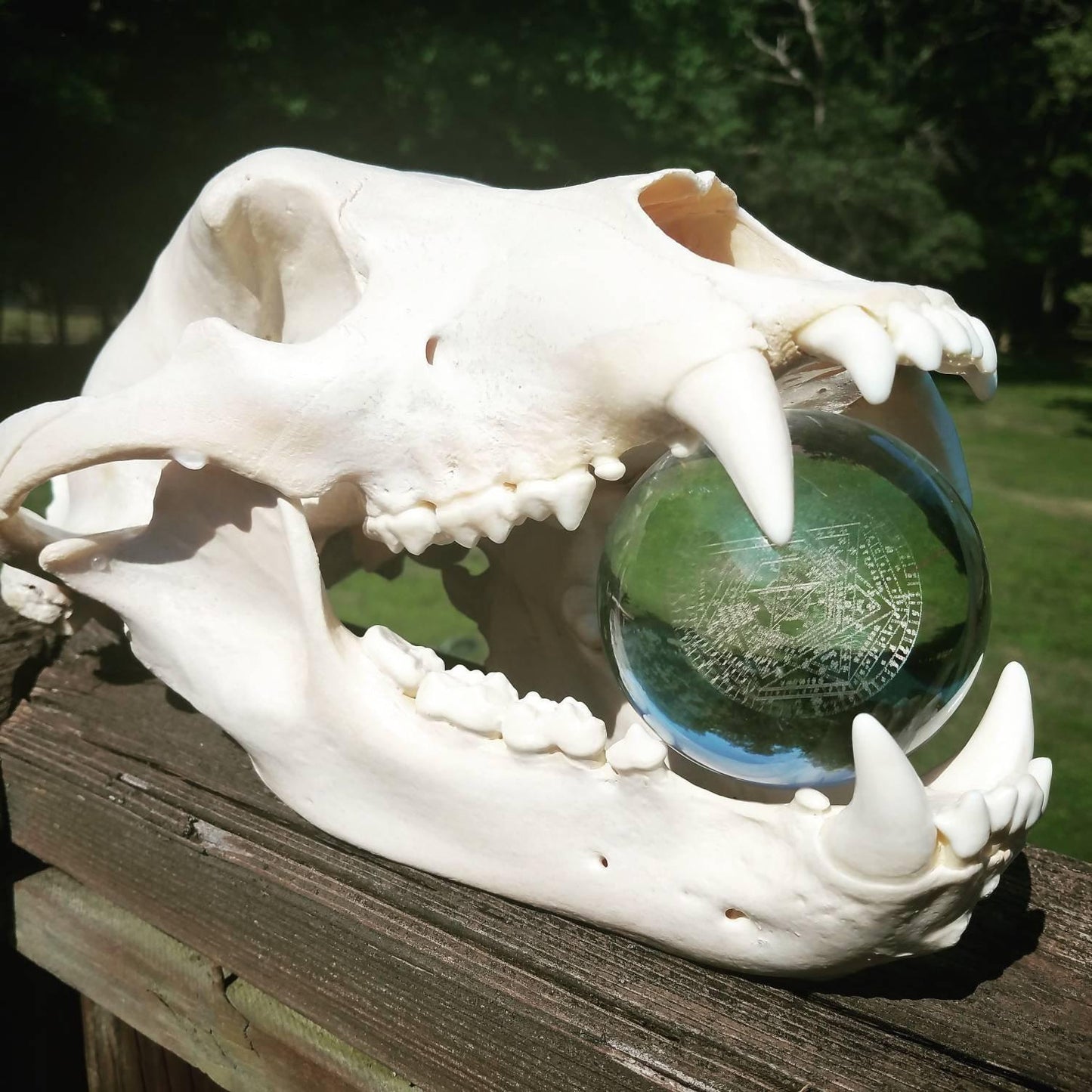 Bear skull holding crystal ball with sigillum dei aemeth engraved inside.